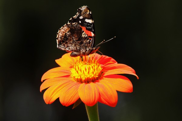 Autumn Red Admiral by Deb Oppermann